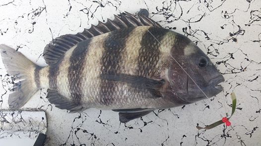 Fishing charter catch